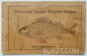 Строение окуня.