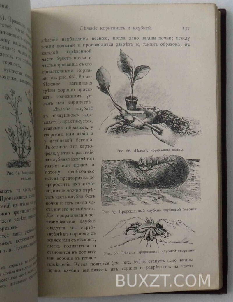 Дачный сад. Каменоградский П. Дачный сад. Каменоградский П.
