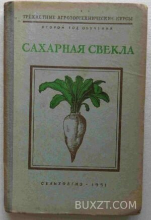 Сахарная свекла. 1951